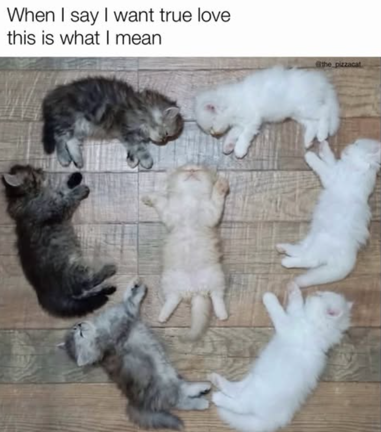 When I say I want true love this is what I mean the pizzacat