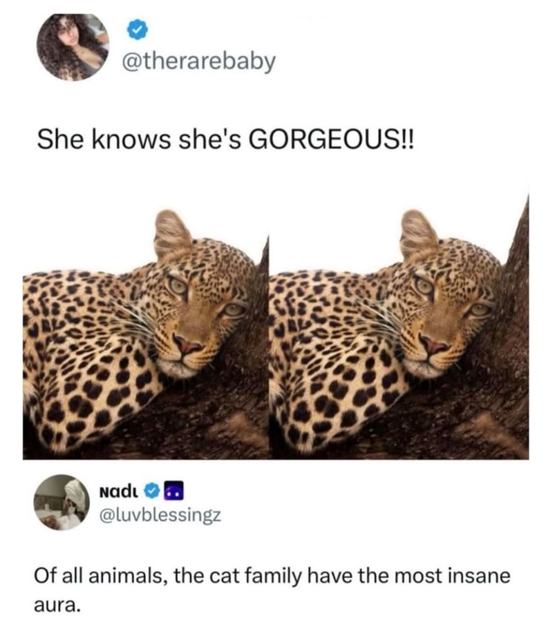 @therarebaby She knows she's GORGEOUS!! Nadɩ @luvblessingz Of all animals, the cat family have the most insane aura.