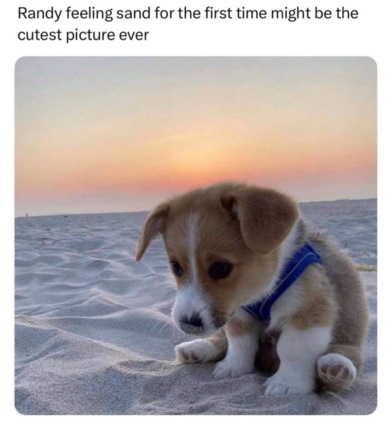 Randy feeling sand for the first time might be the cutest picture ever
