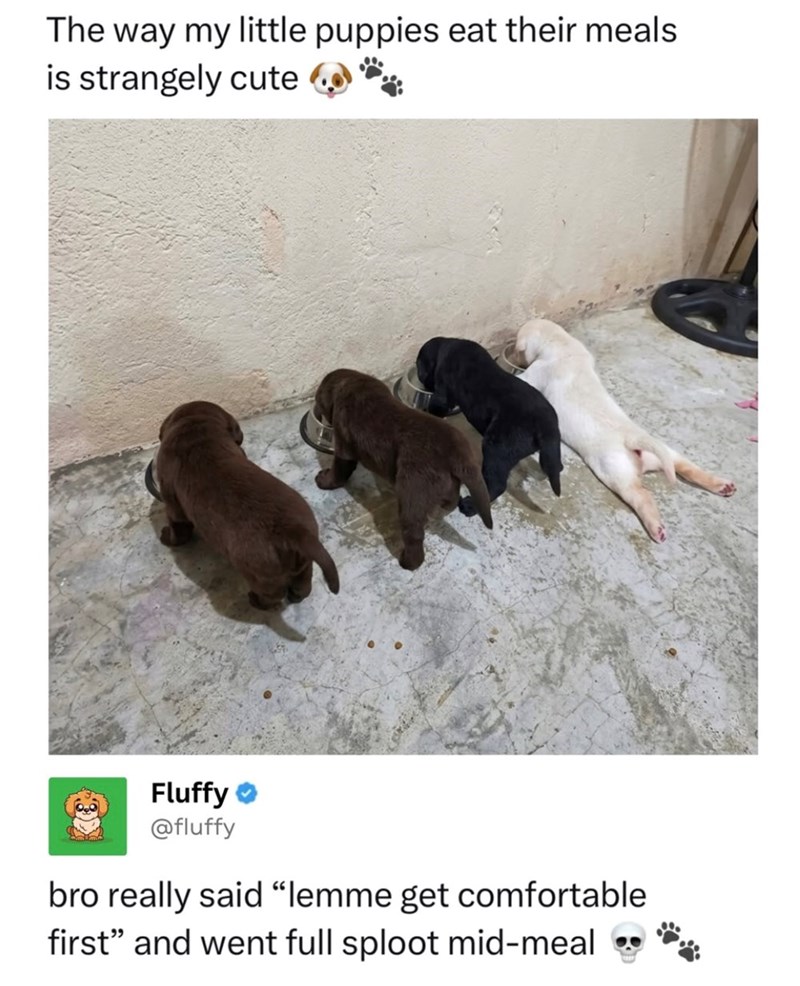 The way my little puppies eat their meals. is strangely cute Fluffy @fluffy bro really said "lemme get comfortable first" and went full sploot mid-meal
