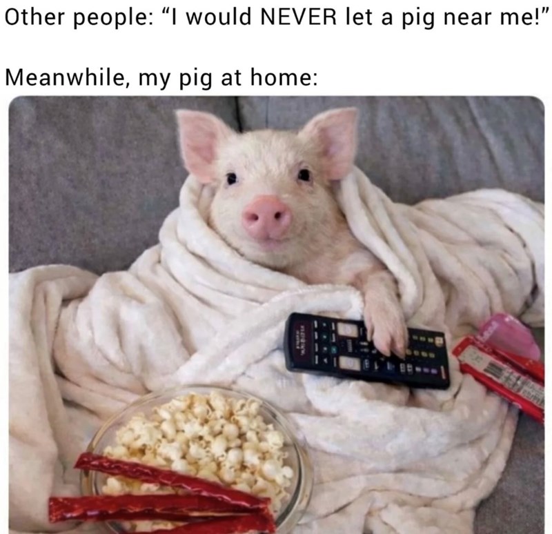Other people: "I would NEVER let a pig near me!" Meanwhile, my pig at home: