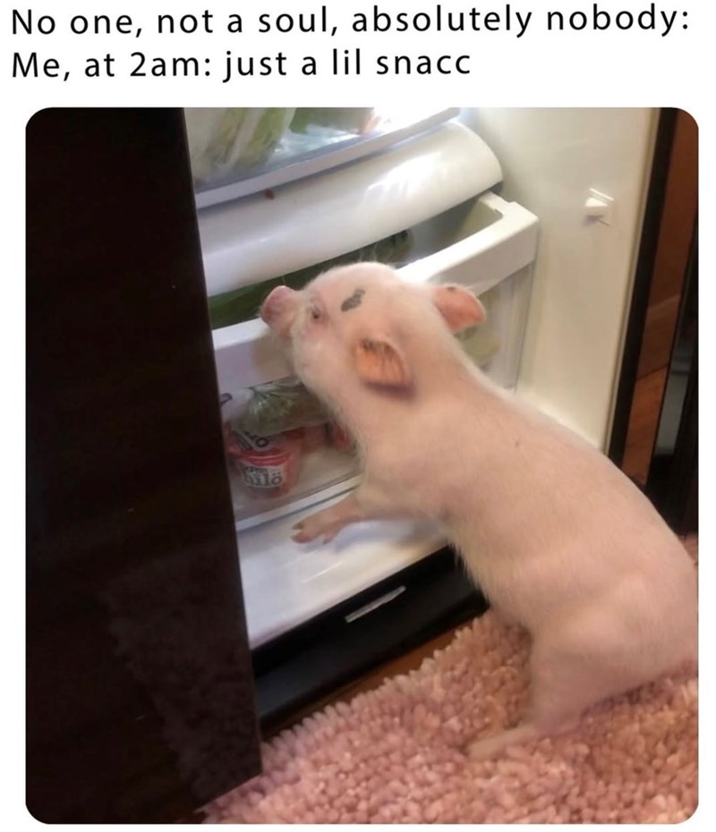 No one, not a soul, absolutely nobody: Me, at 2am: just a lil snacc 11ö