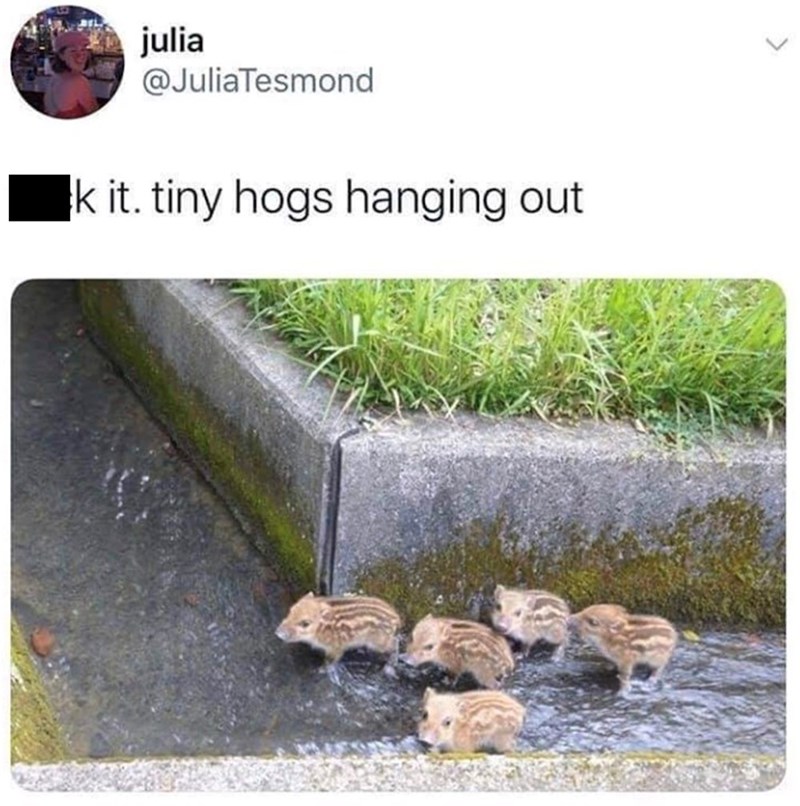 julia @JuliaTesmond k it. tiny hogs hanging out