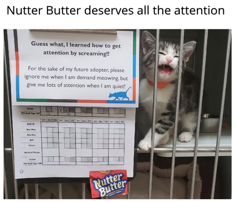 Nutter Butter deserves all the attention Guess what, I learned how to get attention by screaming!! For the sake of my future adopter, please ignore me when I am demand meowing, but give me lots of attention when I am quiet! Initial PM Staff Sign Off DATE Ate Wet Ate Dry BM Urine JSQ AK AM M PM AM M4 PM AM M PM AM | Mid PM AM Mid PM 8 Medical Notes Initial PM Staff Sign Off Nutter Butter NUT BUTTER the cable NT