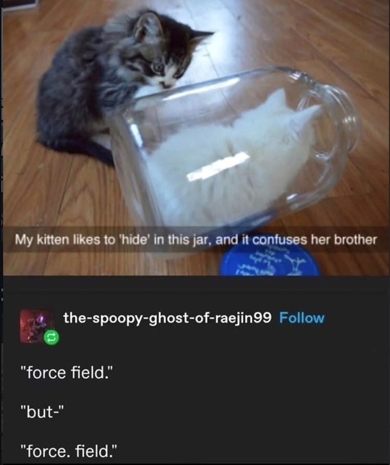 My kitten likes to 'hide' in this jar, and it confuses her brother the-spoopy-ghost-of-raejin99 Follow "force field." "but-" "force. field."