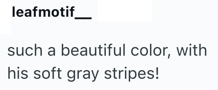 leafmotif_ such a beautiful color, with his soft gray stripes!