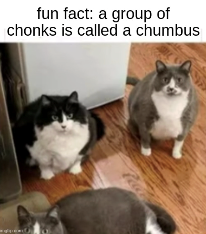 imgflip.com fun fact: a group of chonks is called a chumbus my
