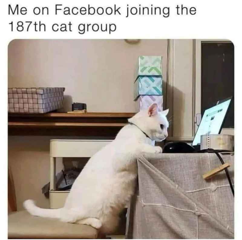 Me on Facebook joining the 187th cat group