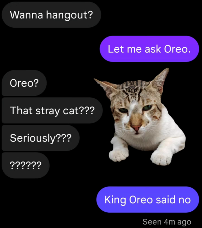 Wanna hangout? Oreo? That stray cat??? Seriously??? ?????? Let me ask Oreo. King Oreo said no Seen 4m ago