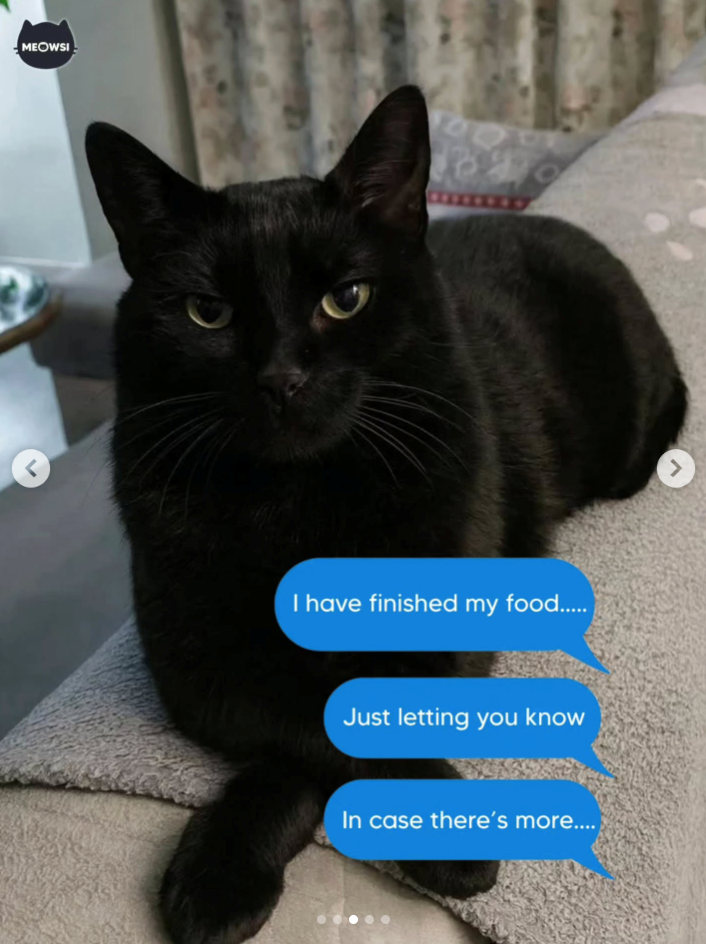MEOWSI < B I have finished my food..... Just letting you know In case there's more.... >