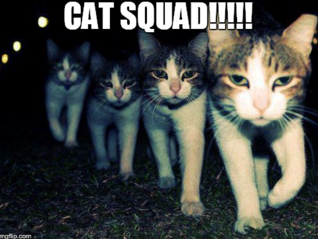 mgflip.com CAT SQUAD!!!!!