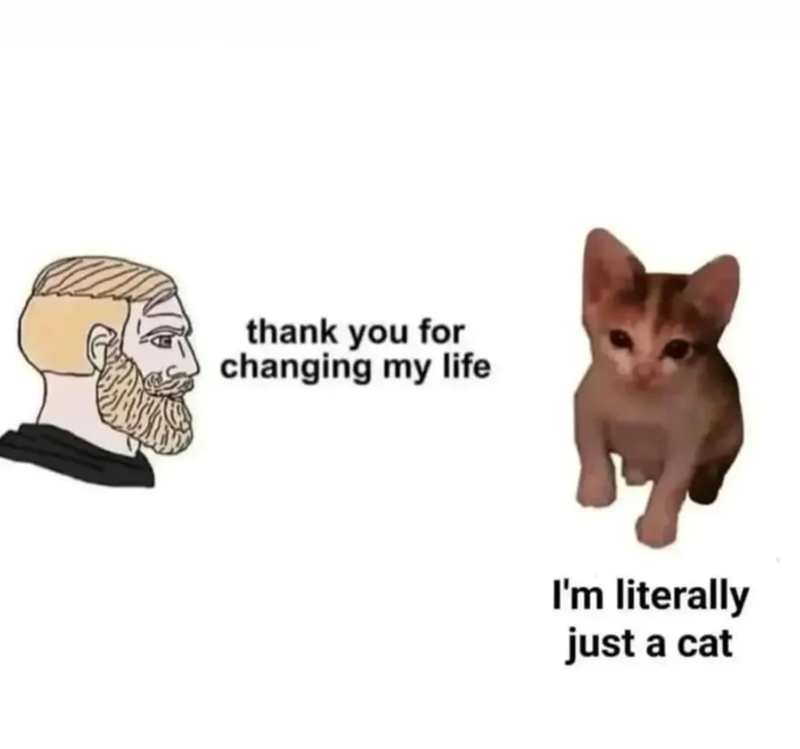 thank you for changing my life I'm literally just a cat