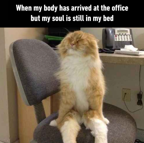 When my body has arrived at the office but my soul is still in my bed