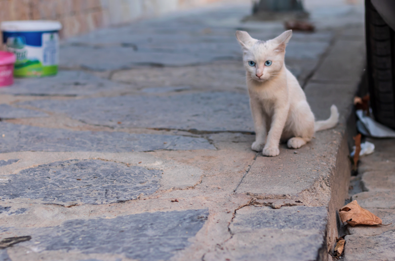 White kitten sitting outside.