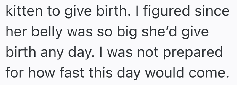 kitten to give birth. I figured since her belly was so big she'd give birth any day. I was not prepared for how fast this day would come.