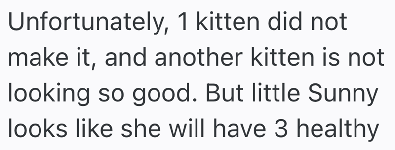 Unfortunately, 1 kitten did not make it, and another kitten is not looking so good. But little Sunny looks like she will have 3 healthy