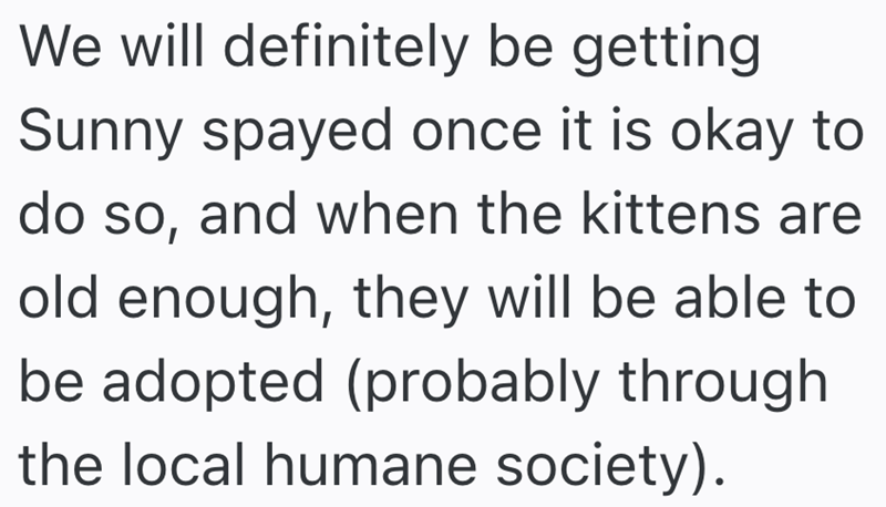 We will definitely be getting Sunny spayed once it is okay to do so, and when the kittens are old enough, they will be able to be adopted (probably through the local humane society).