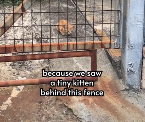 because we saw a tiny kitten behind this fence