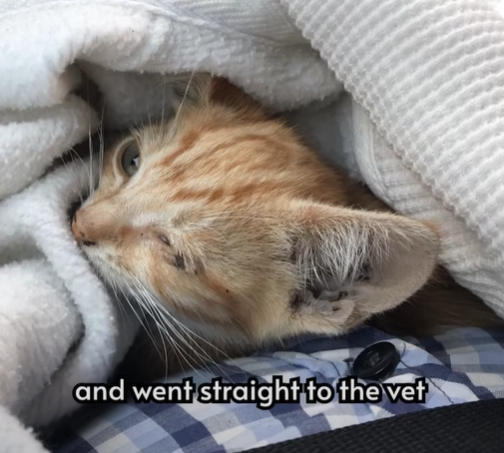 and went straight to the vet