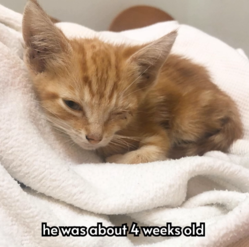 he was about 4 weeks old