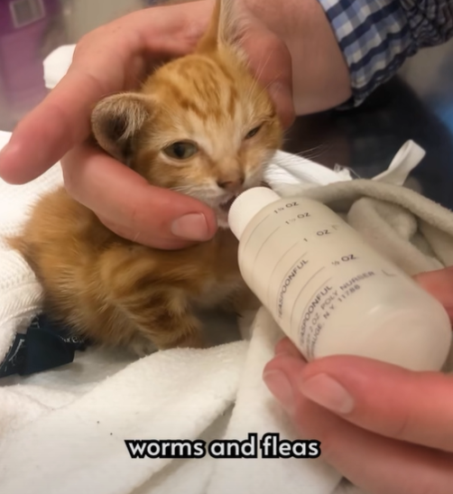 worms and fleas 122 . POONFUL POONFUL 502 GE NY 11786 OZ POLY NURSER