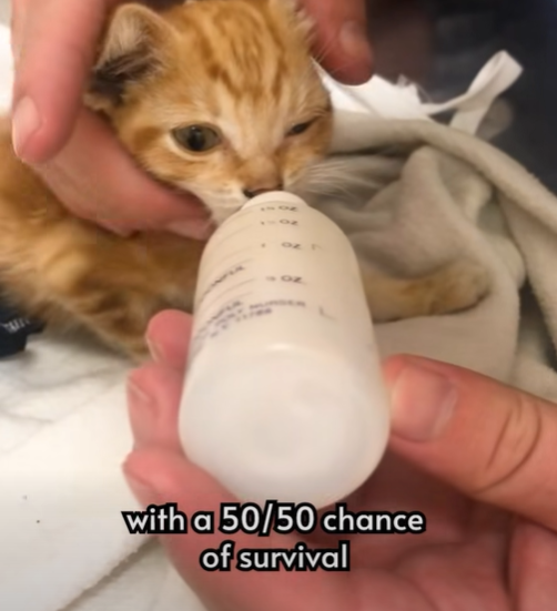 with a 50/50 chance of survival