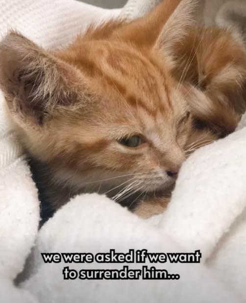 we were asked if we want to surrender him...