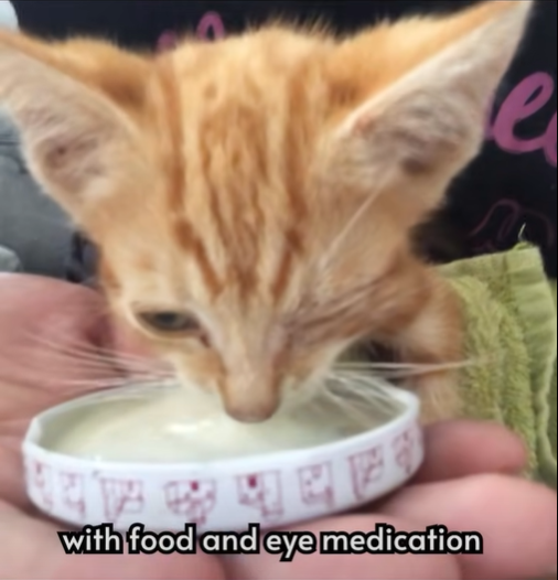 with food and eye medication