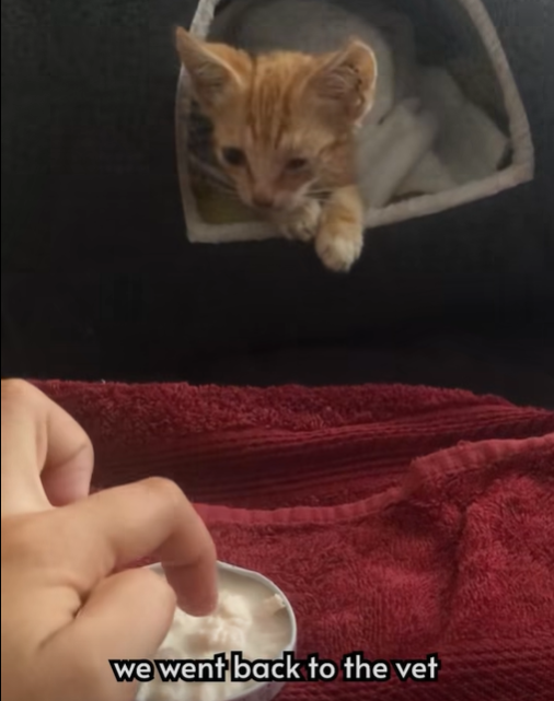 we went back to the vet