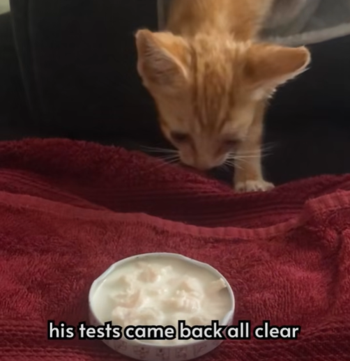 his tests came back all clear