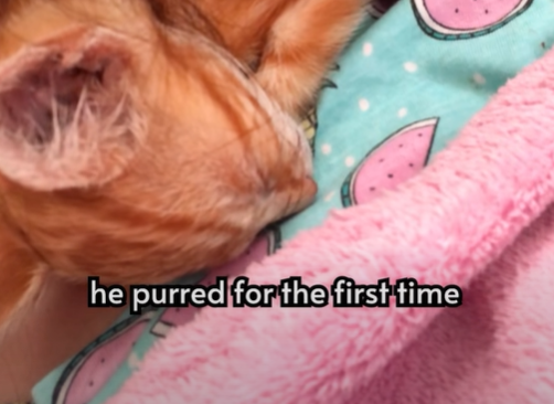 he purred for the first time
