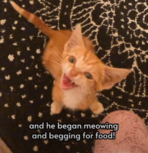 and he began meowing and begging for food!