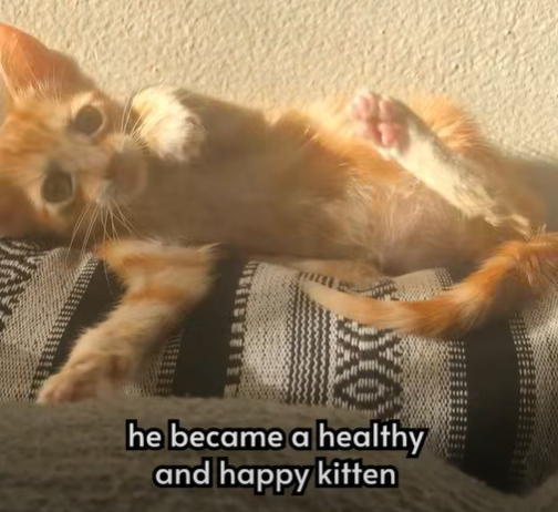 he became a healthy and happy kitten