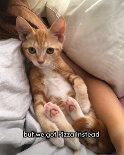 but we got Pizza instead