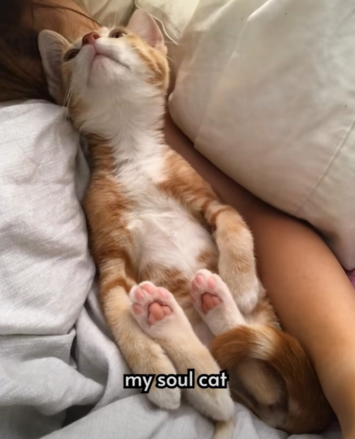 my soul cat