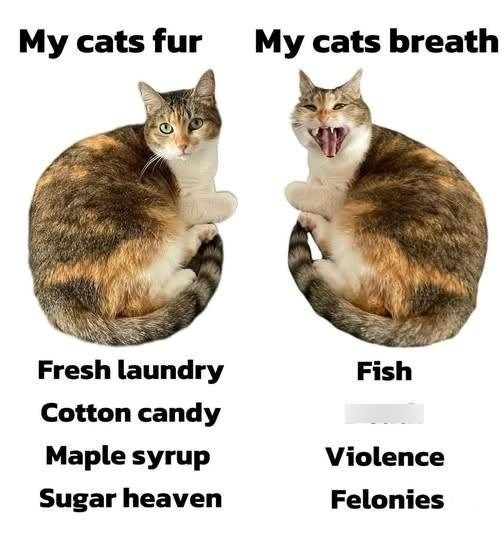 My cats fur My cats breath Fresh laundry Fish Cotton candy Maple syrup Violence Sugar heaven Felonies