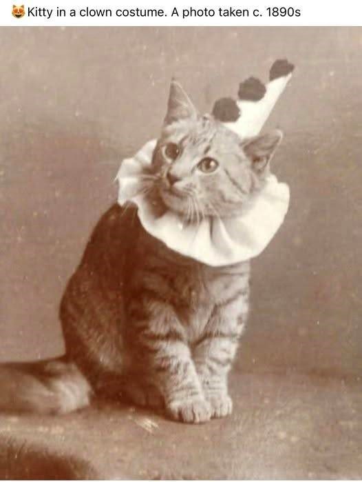 Kitty in a clown costume. A photo taken c. 1890s