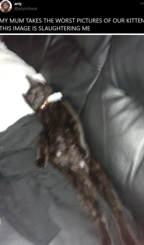 arty @artyintheuk MY MUM TAKES THE WORST PICTURES OF OUR KITTEN THIS IMAGE IS SLAUGHTERING ME