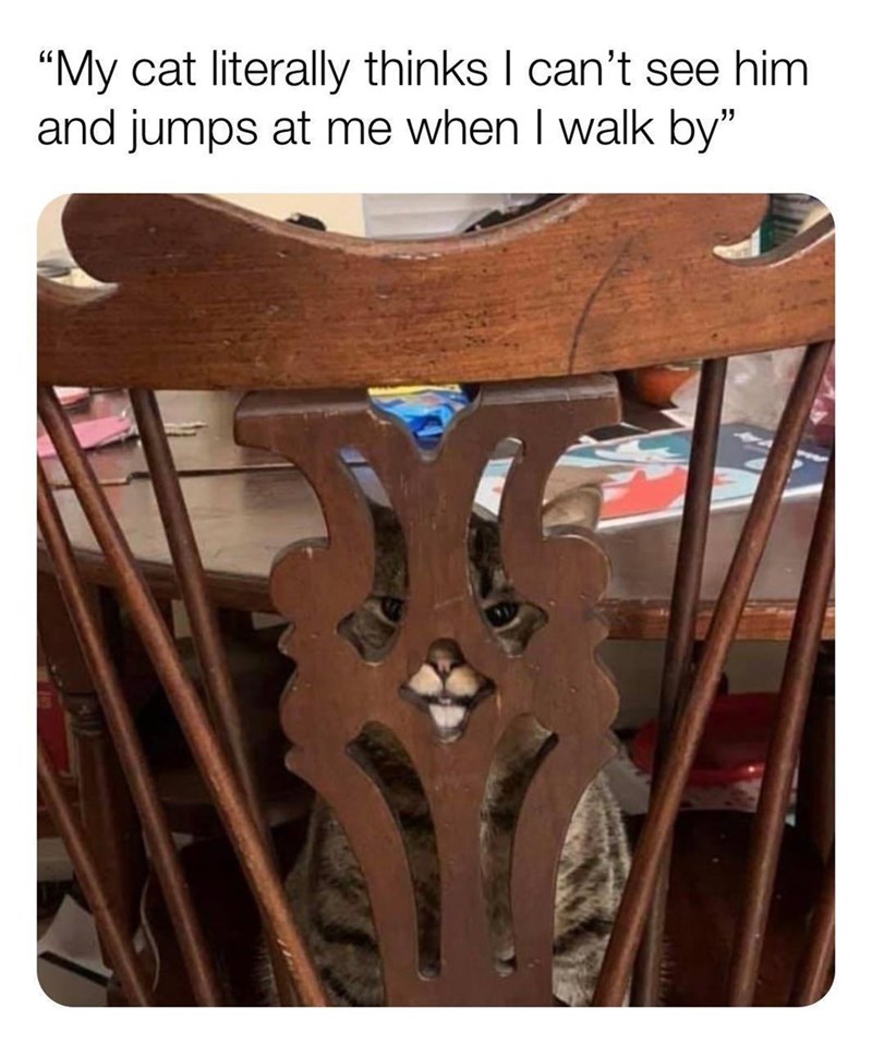 "My cat literally thinks I can't see him and jumps at me when I walk by"