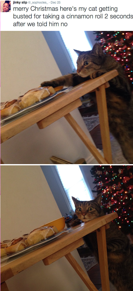 jinky slip @_sophocles_ . Dec 25 merry Christmas here's my cat getting busted for taking a cinnamon roll 2 seconds after we told him no