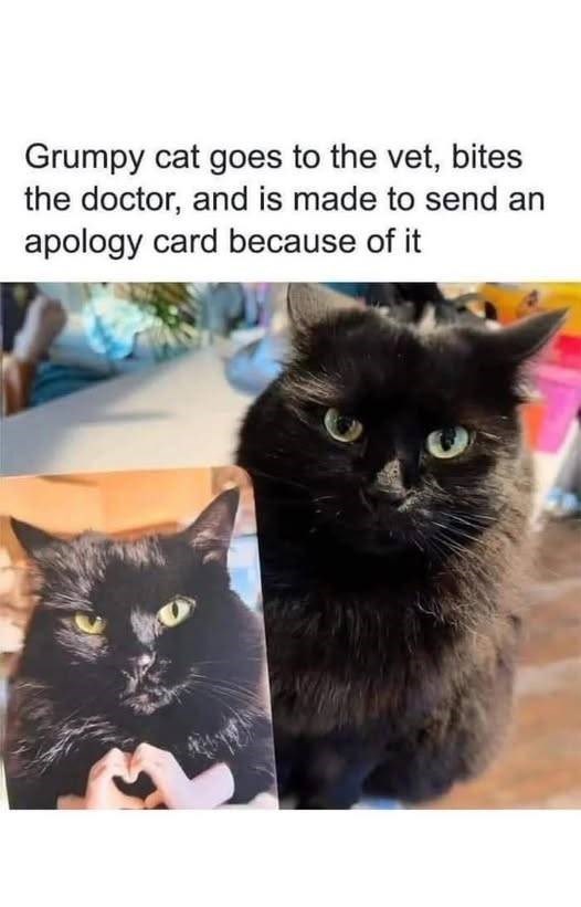 Grumpy cat goes to the vet, bites the doctor, and is made to send an apology card because of it