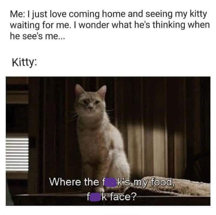 Me: I just love coming home and seeing my kitty waiting for me. I wonder what he's thinking when he see's me... Kitty: Where the fk's my food, fk face?