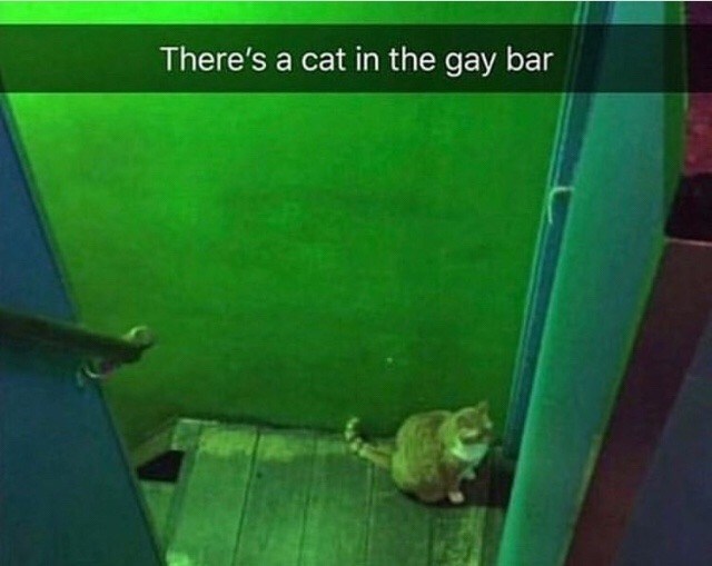 There's a cat in the gay bar