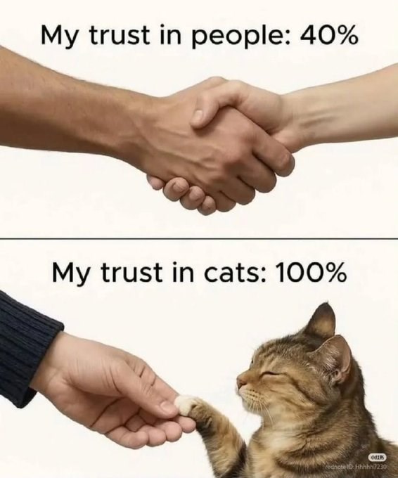 My trust in people: 40% My trust in cats: 100% ddis rednote ID: Hhhhh7230