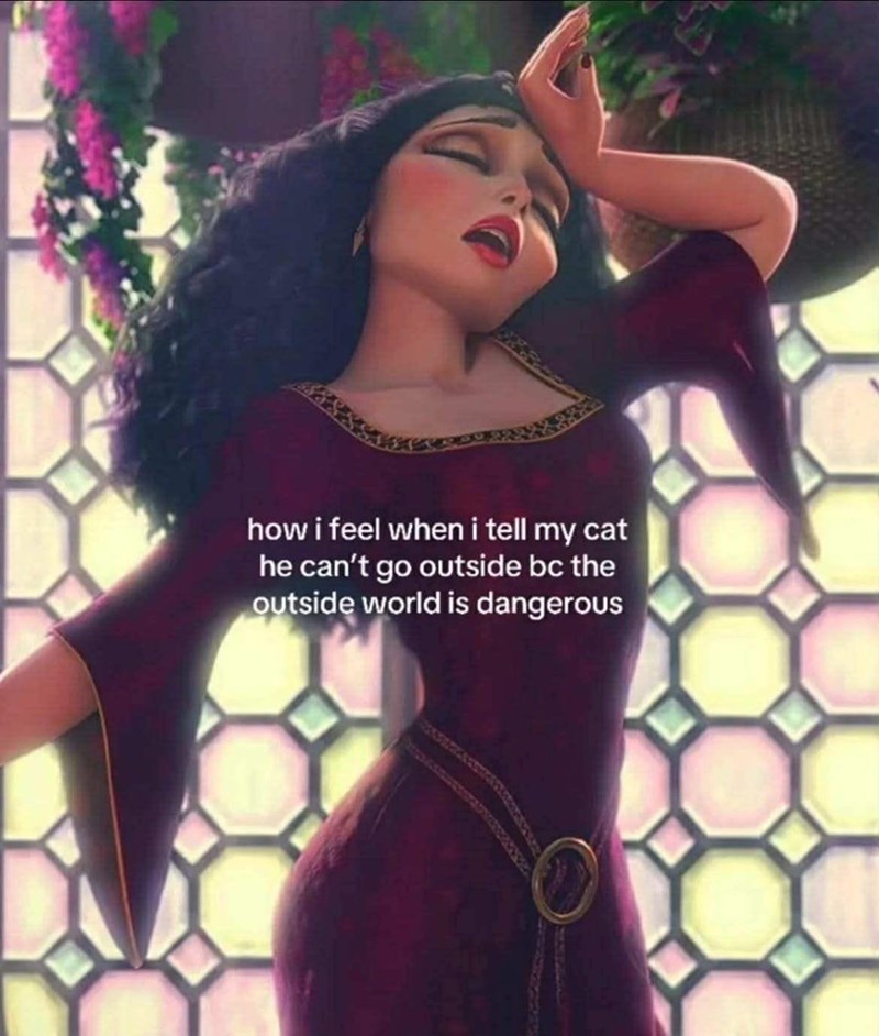 how i feel when i tell my cat he can't go outside bc the outside world is dangerous
