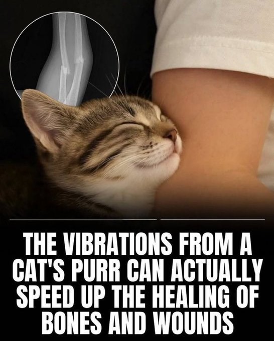 THE VIBRATIONS FROM A CAT'S PURR CAN ACTUALLY SPEED UP THE HEALING OF BONES AND WOUNDS