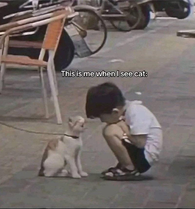 This is me when I see cat: