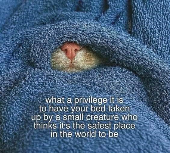 what a privilege it is to have your bed taken up by a small creature who thinks it's the safest place in the world to be