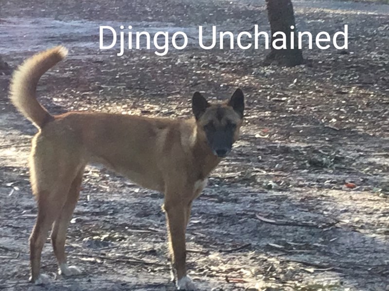 Djingo Unchained