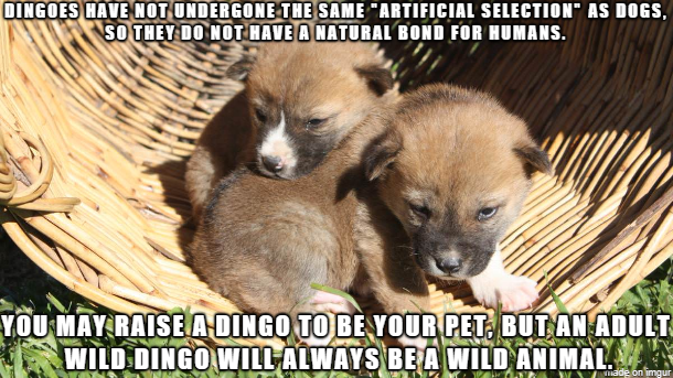 DINGOES HAVE NOT UNDERGONE THE SAME "ARTIFICIAL SELECTION" AS DOGS, SO THEY DO NOT HAVE A NATURAL BOND FOR HUMANS. YOU MAY RAISE A DINGO TO BE YOUR PET, BUT AN ADUL WILD DINGO WILL ALWAYS BE A WILD ANIMAL. YU OTO made on imgur